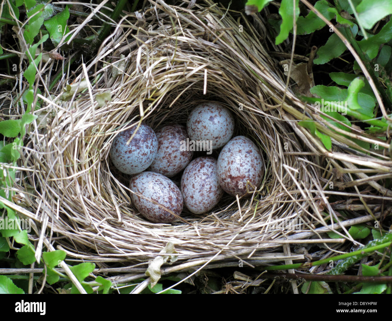 Sparrow bird nest uova primavera screziato Foto Stock