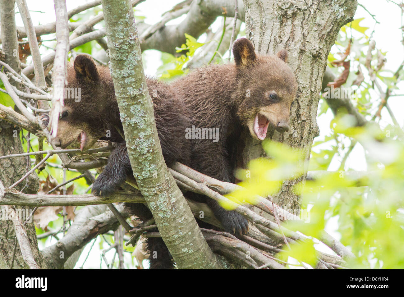 Assonnato Black Bear cubs giocare in cima a un albero Foto Stock