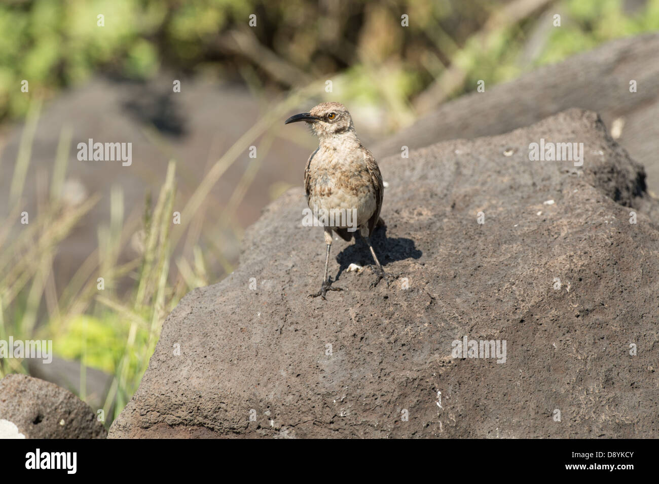 Foto di stock di un mockingbird galapagos (Mimus parvulus) arroccata su una roccia. Foto Stock