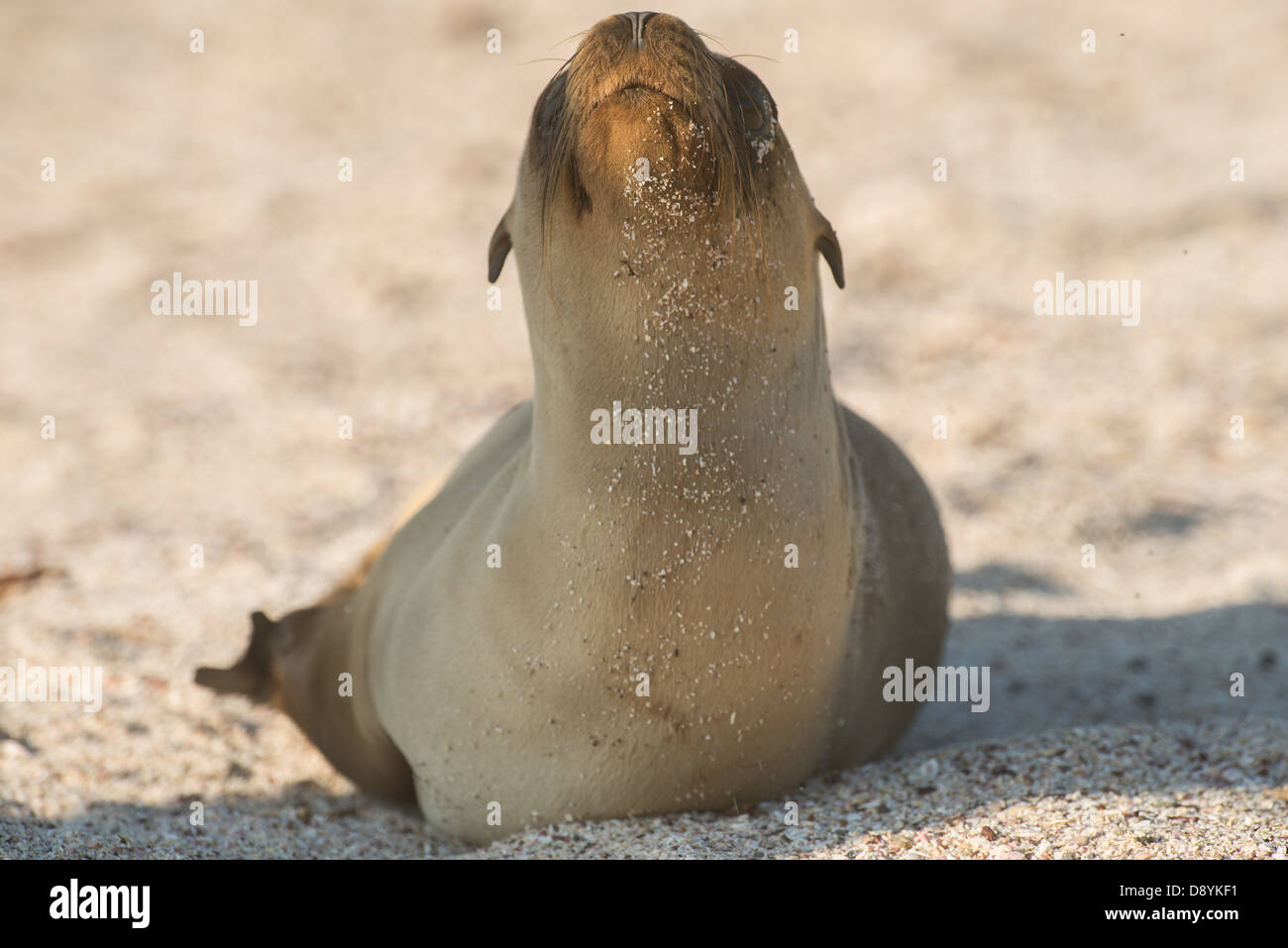 Foto di stock delle Galapagos un leone di mare sulla spiaggia. Foto Stock