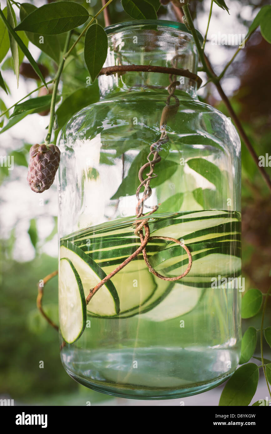 Vaso di organico acqua di cetriolo penzolanti da un glicine vite sotto la luce diretta del sole Foto Stock