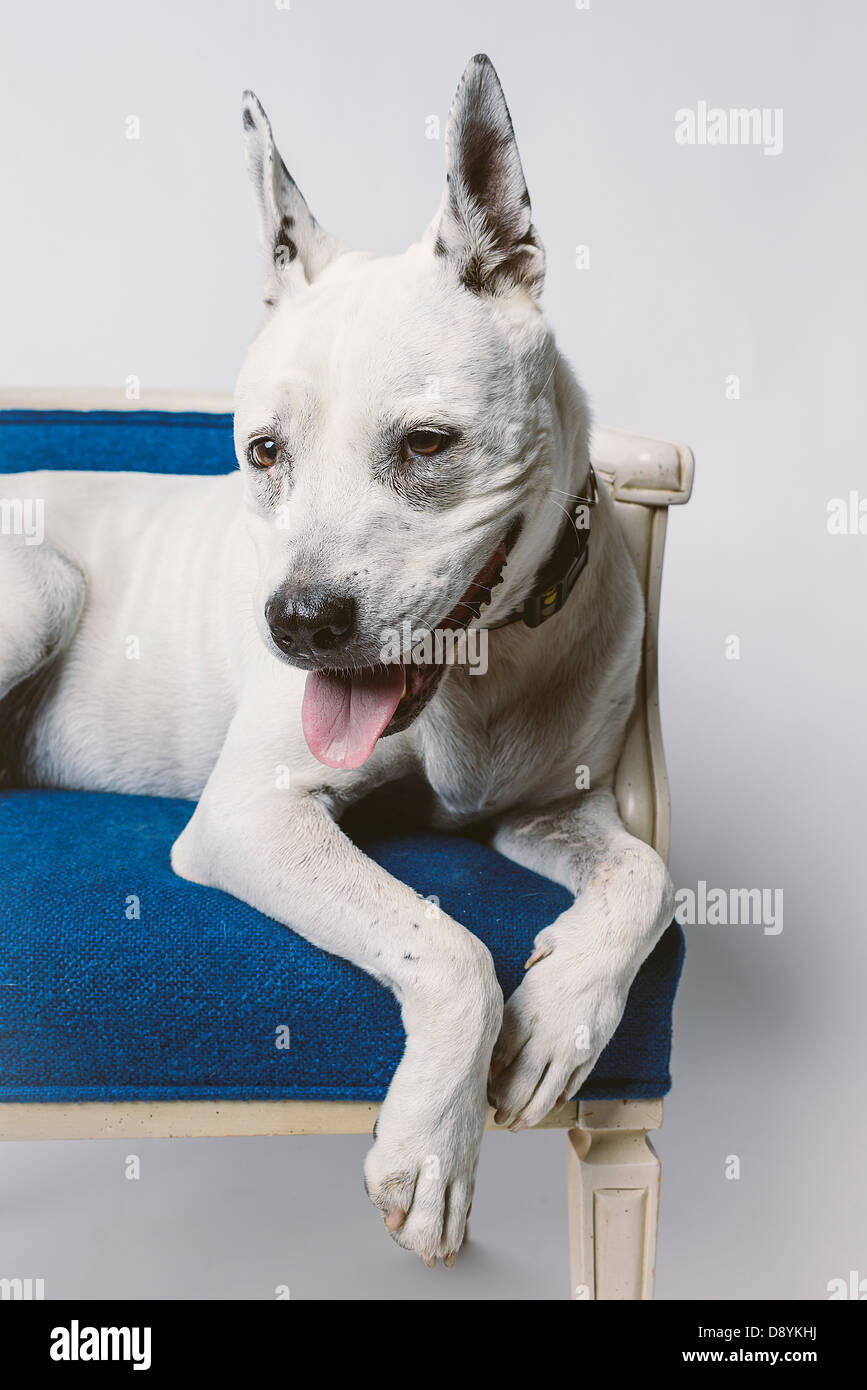 Adorabile cane anziano in appoggio sul blu sedia in vimini Foto Stock