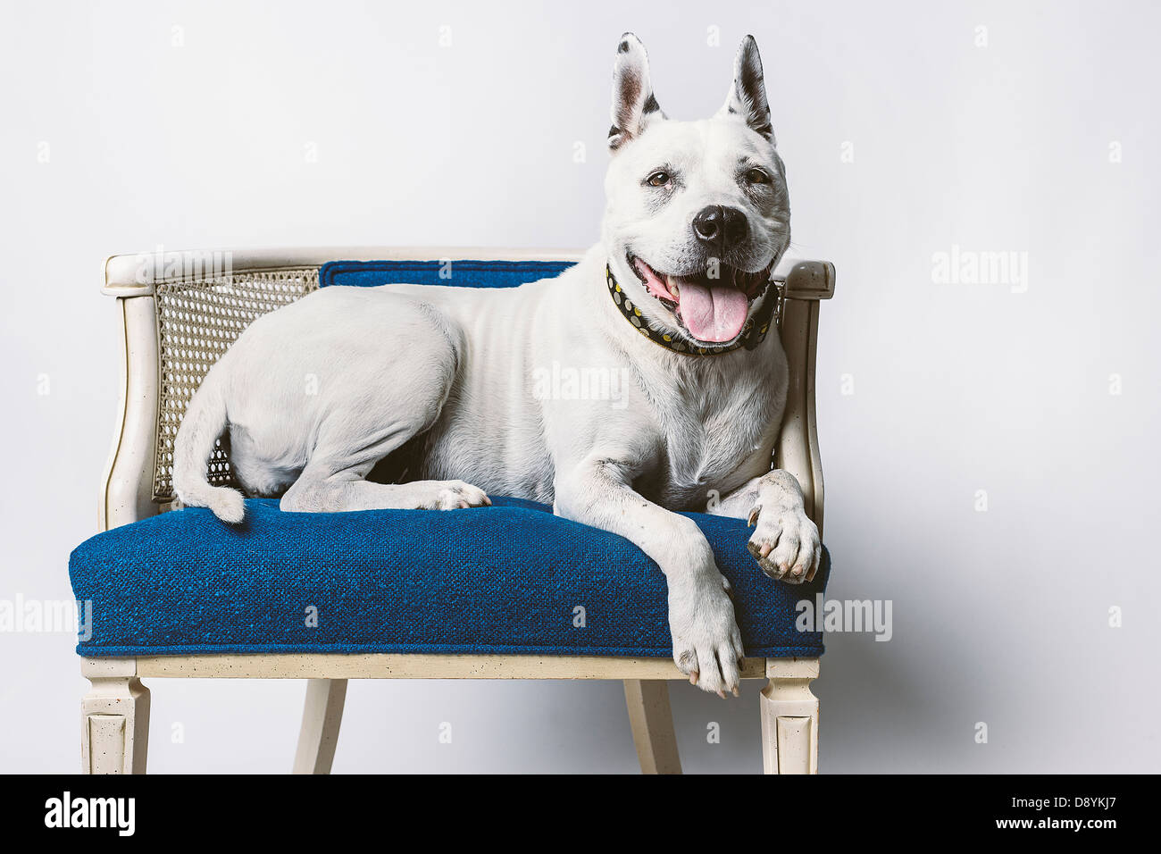 Adorabile cane anziano in appoggio sul blu sedia in vimini Foto Stock