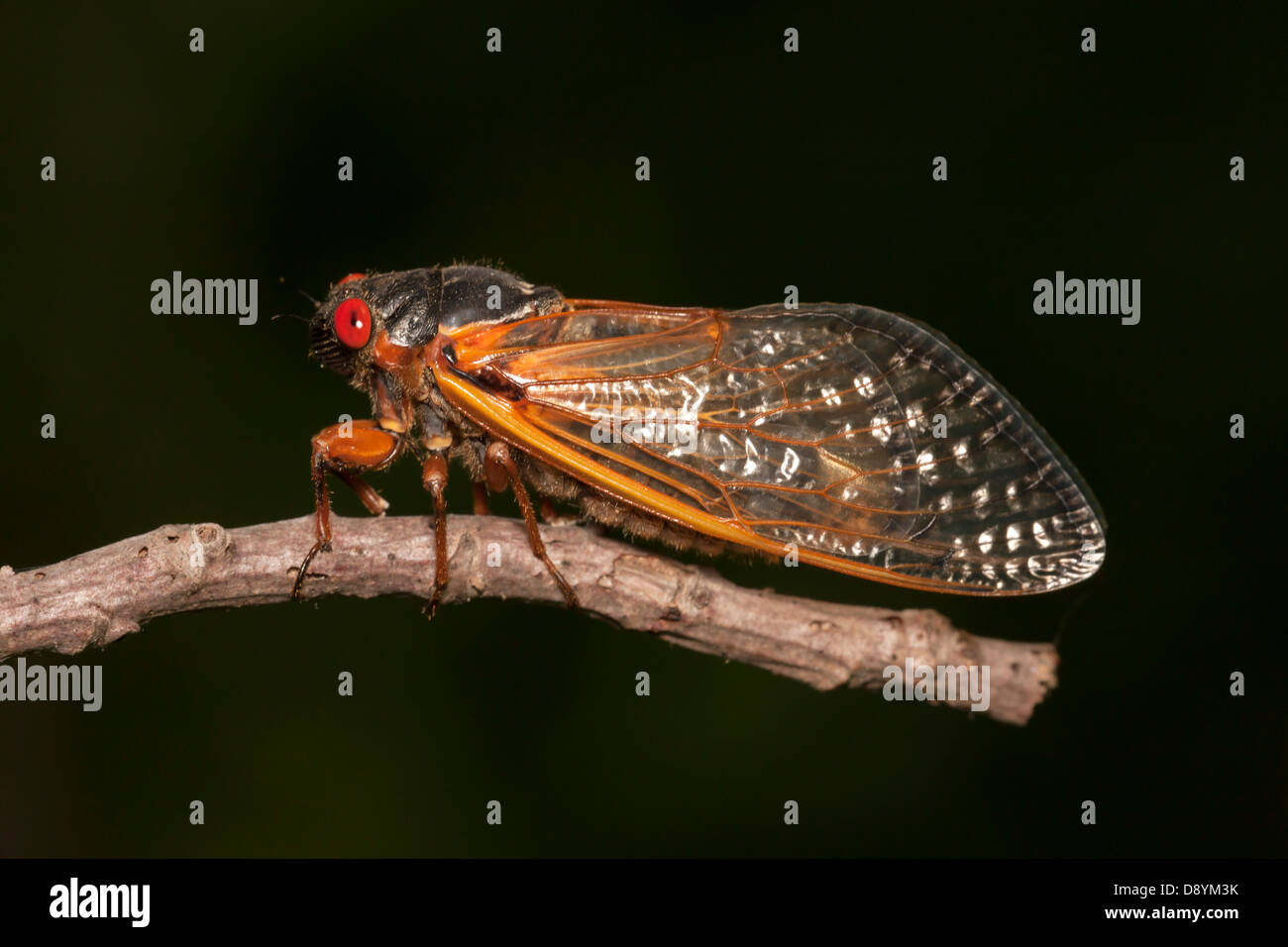 Un adulto Brood II 17-anno periodico (cicala Magicicada septendecim) aderisce ad un ramoscello dopo che emerge dal suo stadio nymphal. Foto Stock