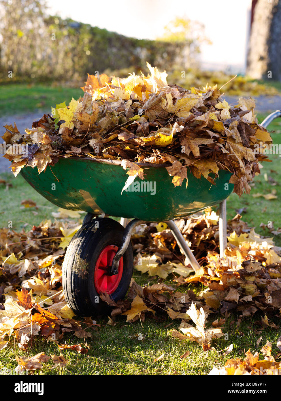 Ruota-barrow pieno di foglie di autunno in giardino Foto Stock