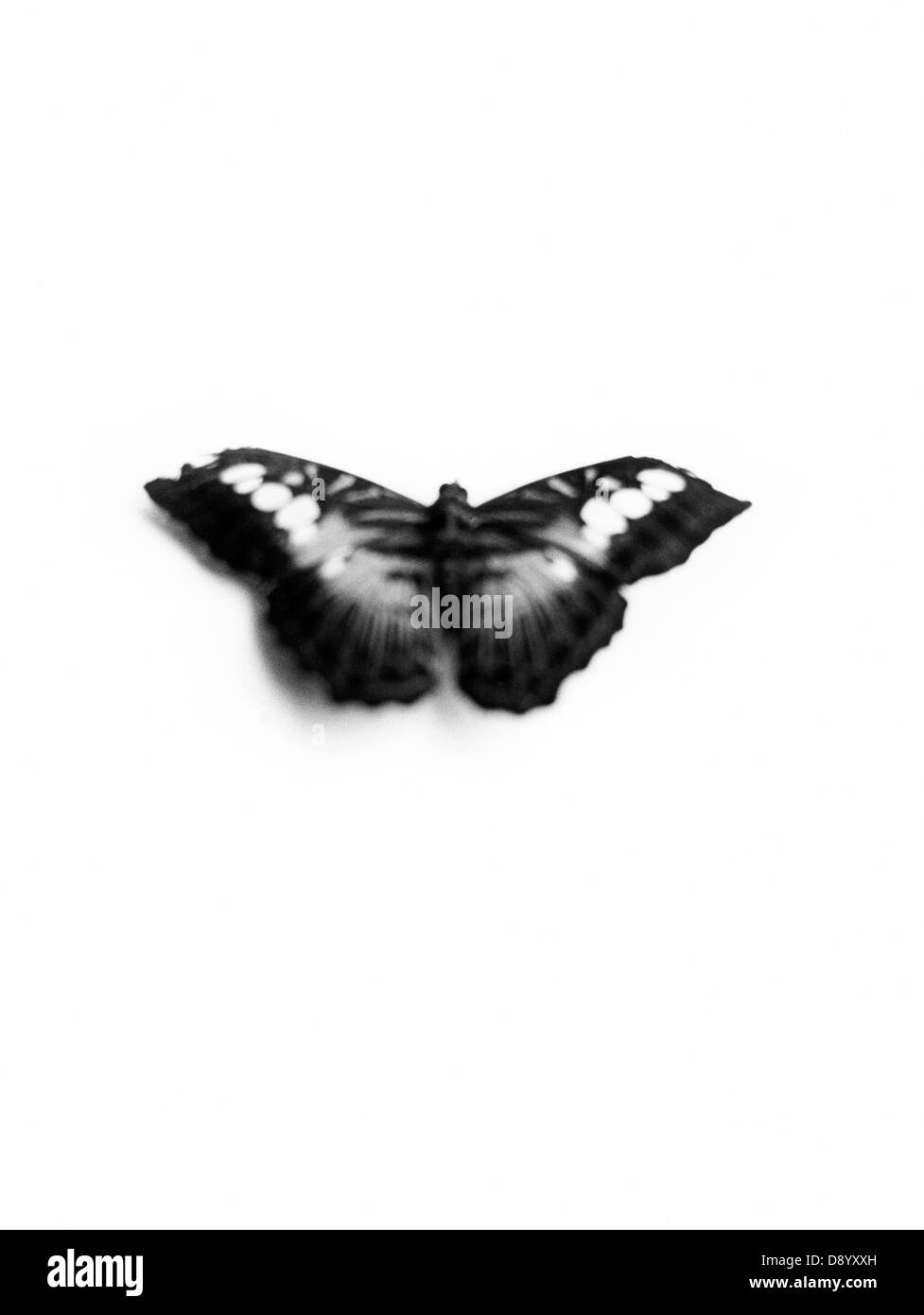 Una farfalla. Foto Stock
