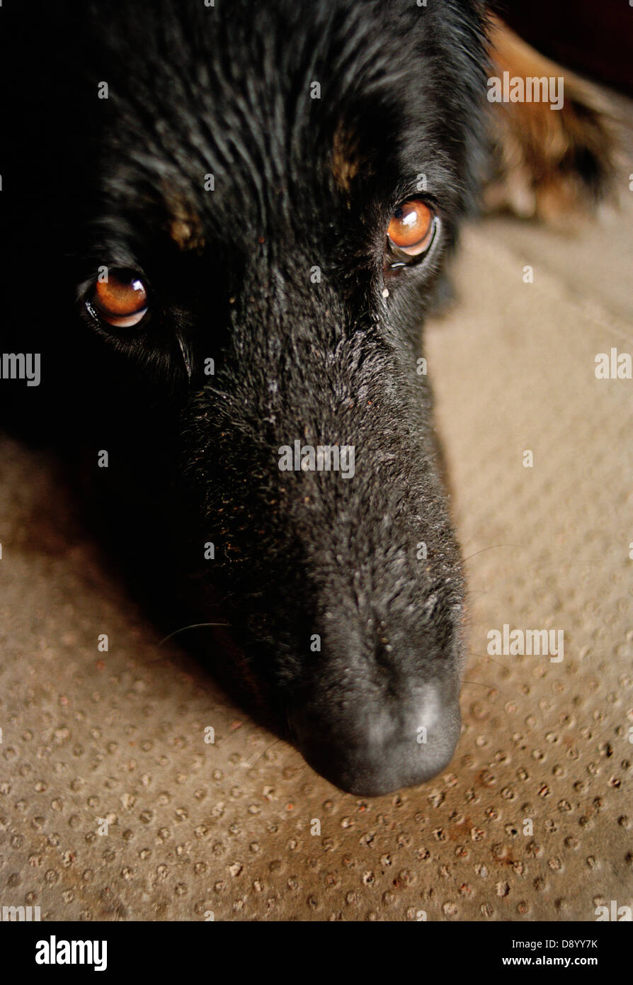 Un cane, close-up. Foto Stock