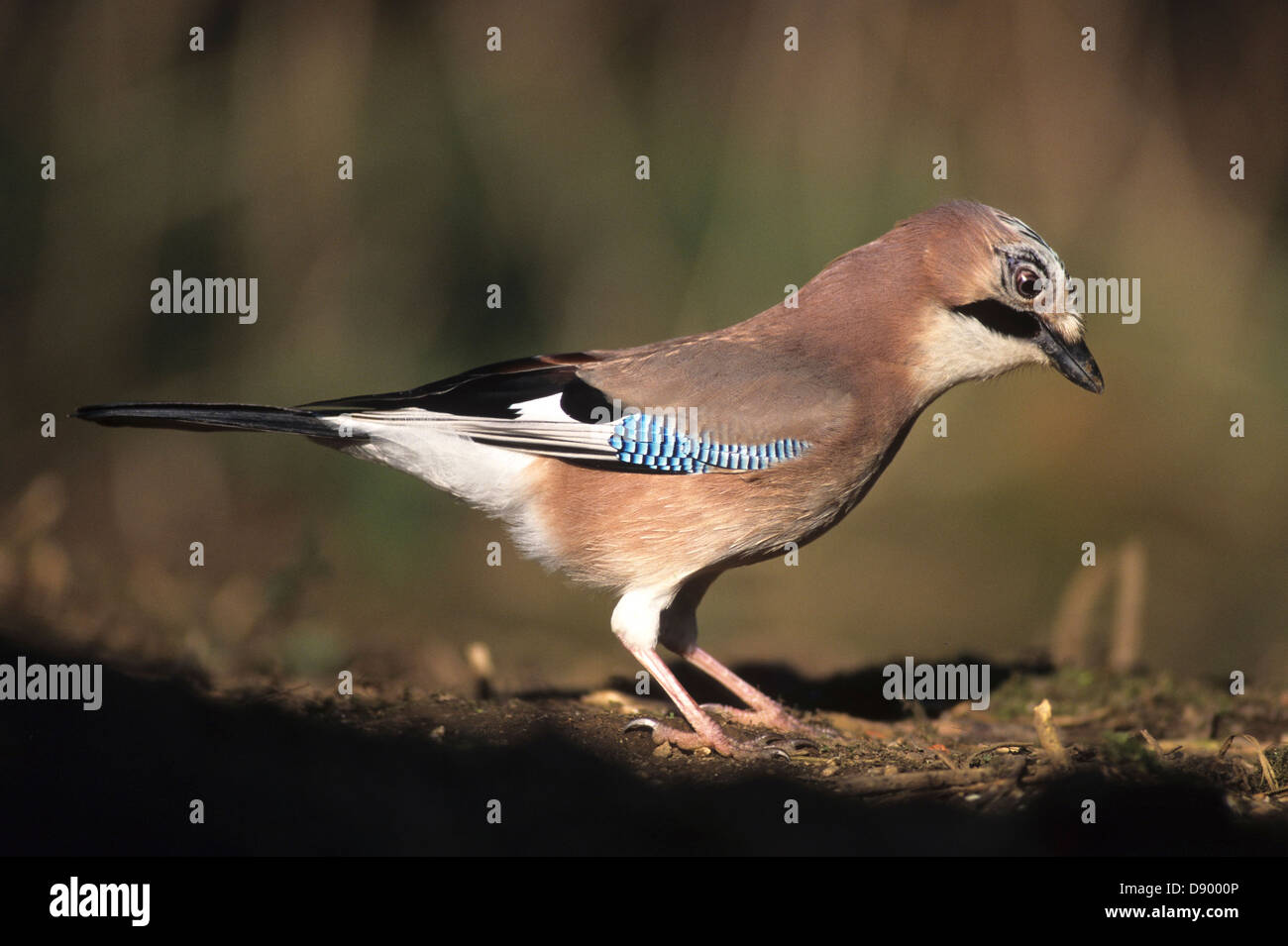 Un jay sulla terra in cerca di ghiande Foto Stock