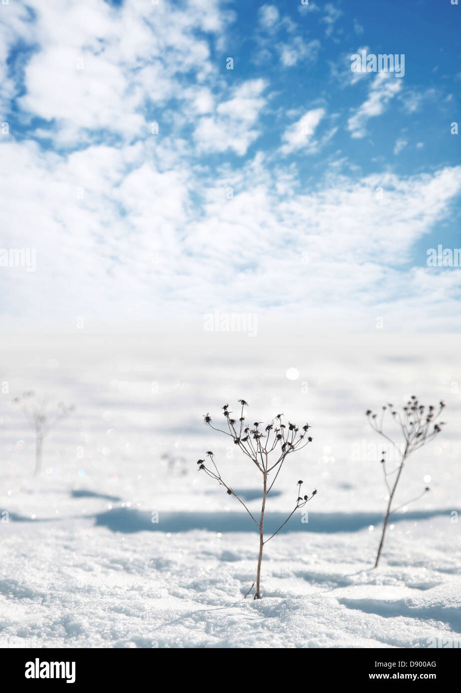 Congelati fiori secchi sulla neve in inverno con cielo nuvoloso su uno sfondo Foto Stock