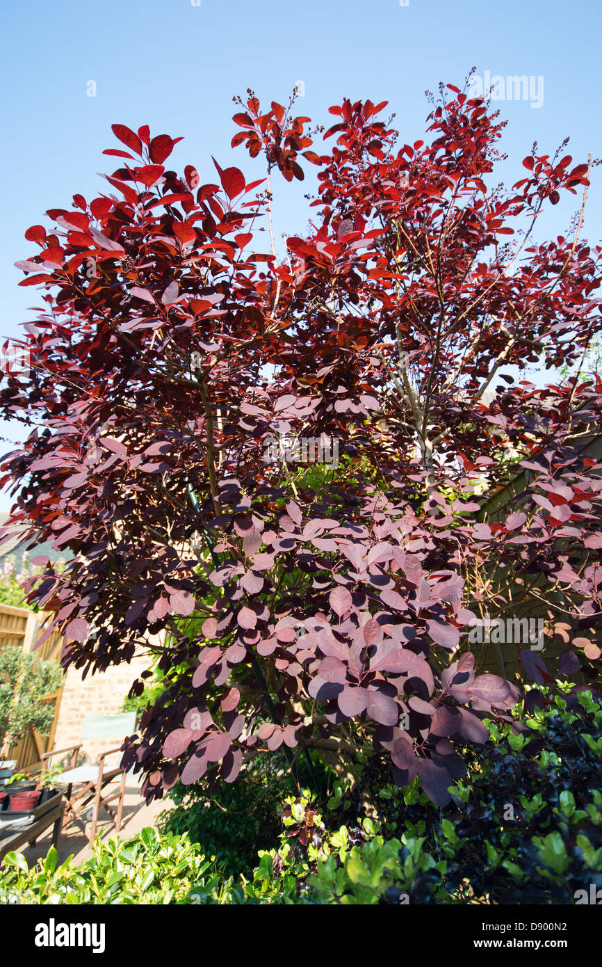 Un Royal Purple Smoke Bush (Cotinus coggygria) cresce in una posizione soleggiata in un giardino inglese. Foto Stock