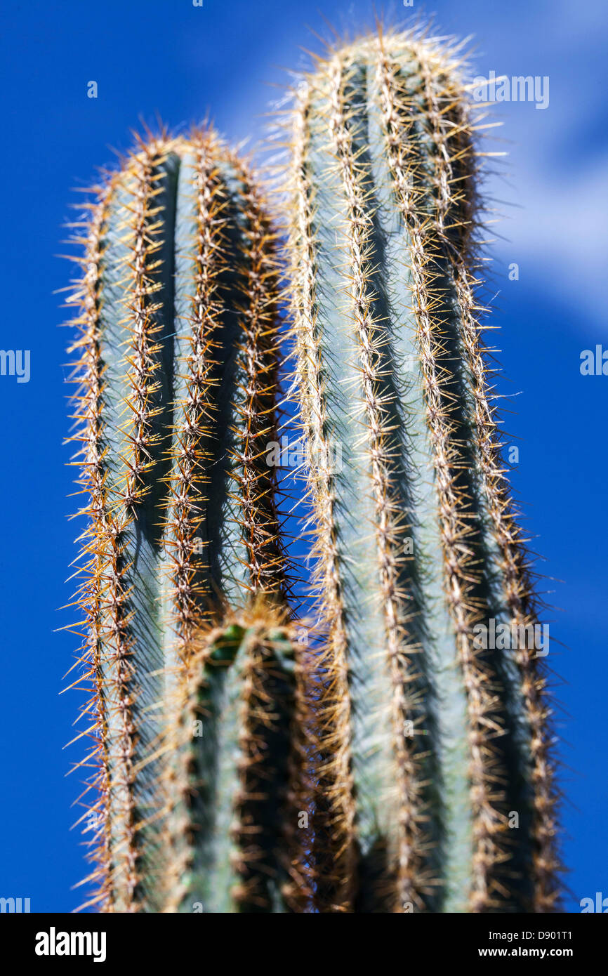 Fico d'india cactus contro il cielo blu Foto Stock