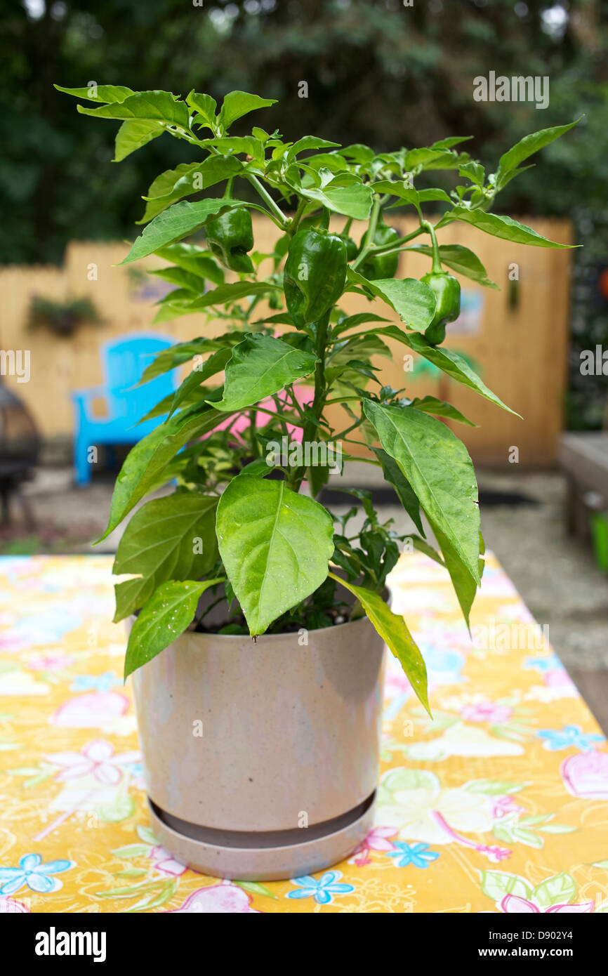 Peperoncino Habanero impianto Foto Stock