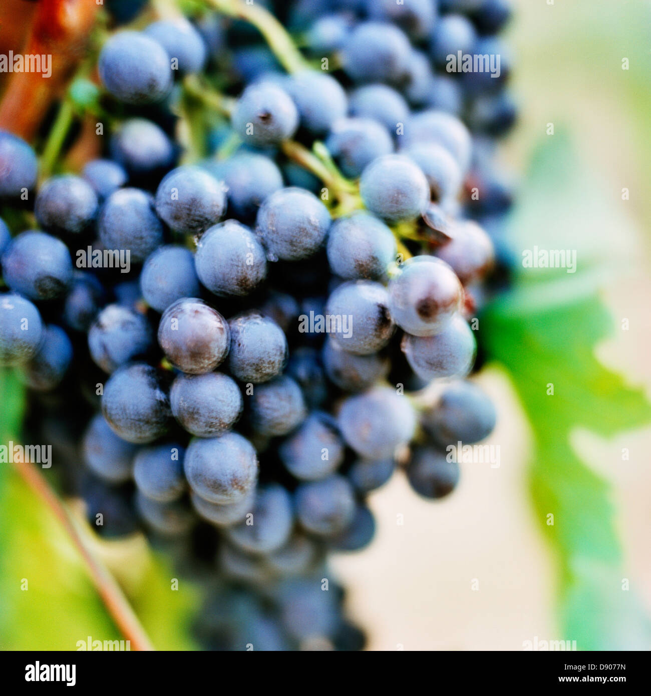 Un grappolo di uva blu. Foto Stock