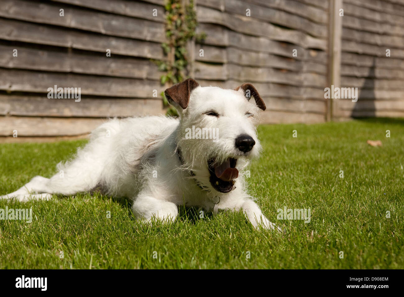 Jack Russell cane sbadigliare al sole Foto Stock