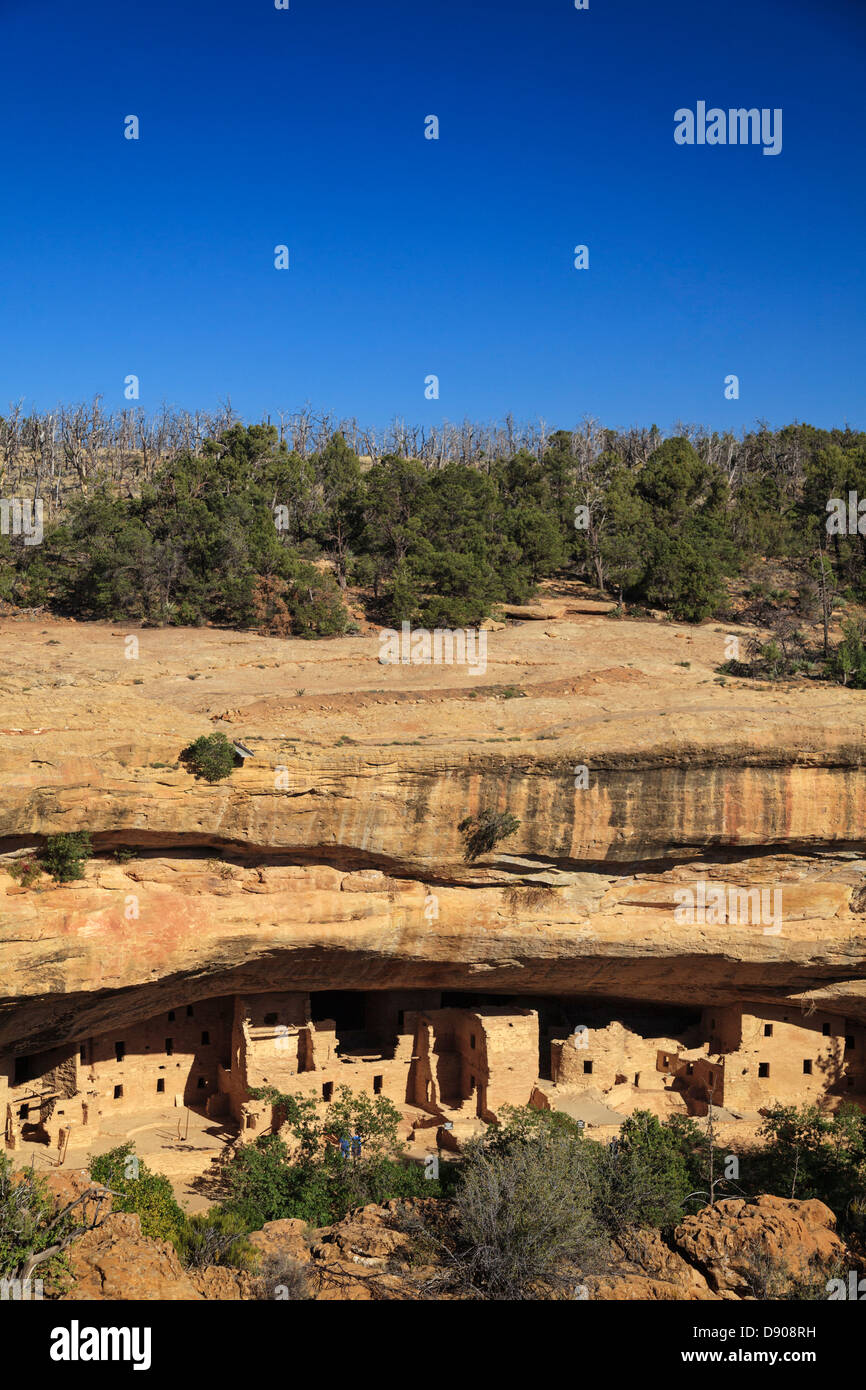 Stati Uniti d'America, Colorado, Mesa Verde National Park (patrimonio UNESCO), Spruce Tree House cliff dwellings Foto Stock