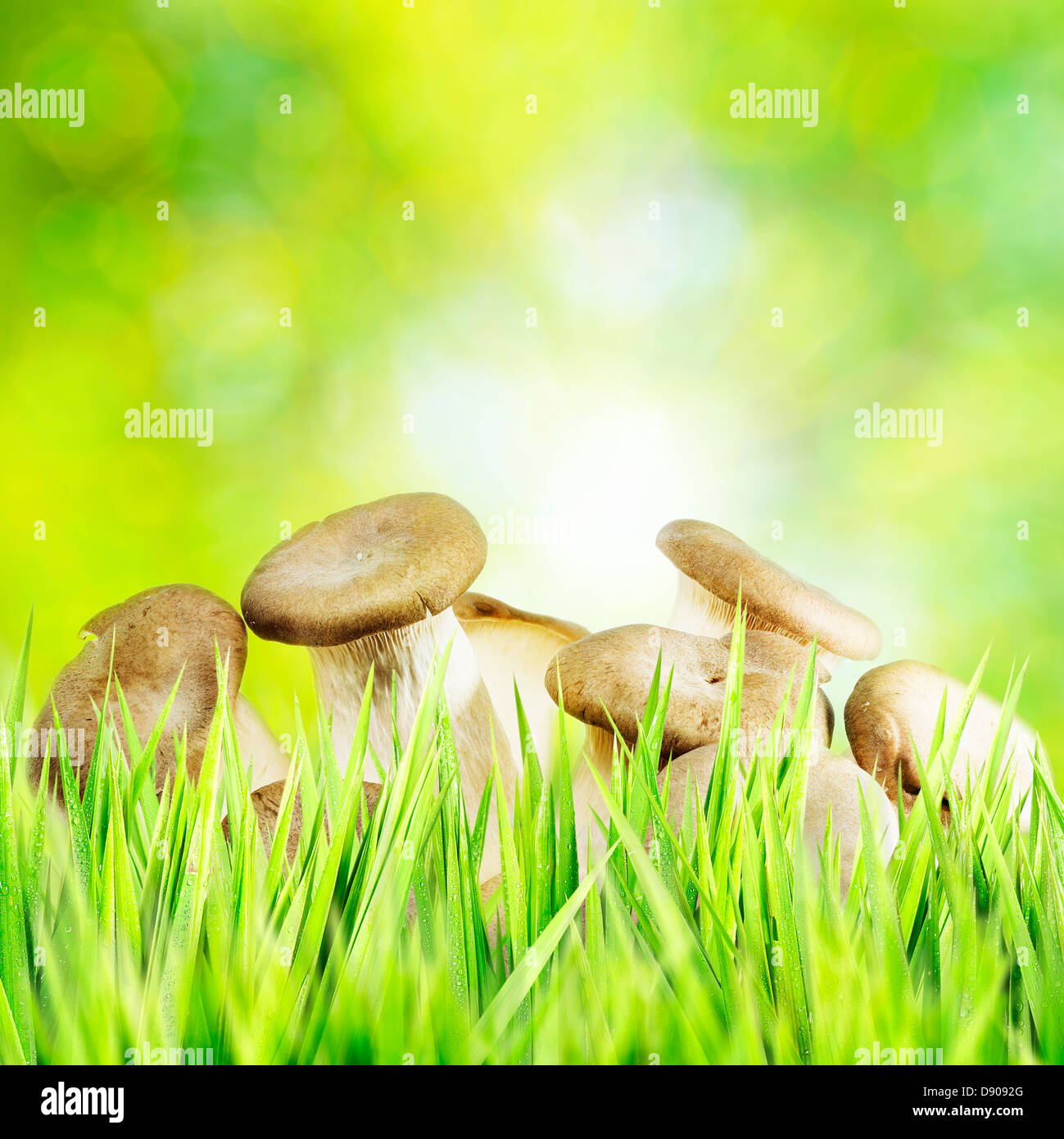 I funghi in una foresta. Composizione quadrata. Foto Stock