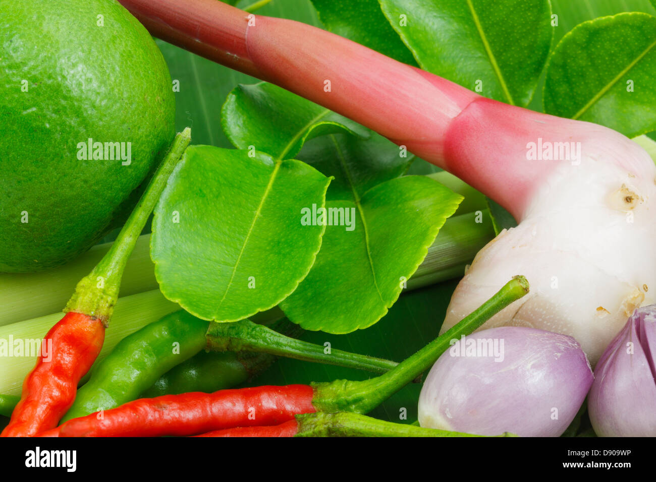Fresche foglie di combava dettaglio degli ingredienti per la zuppa  tailandese Tom Yum Goong Foto stock - Alamy