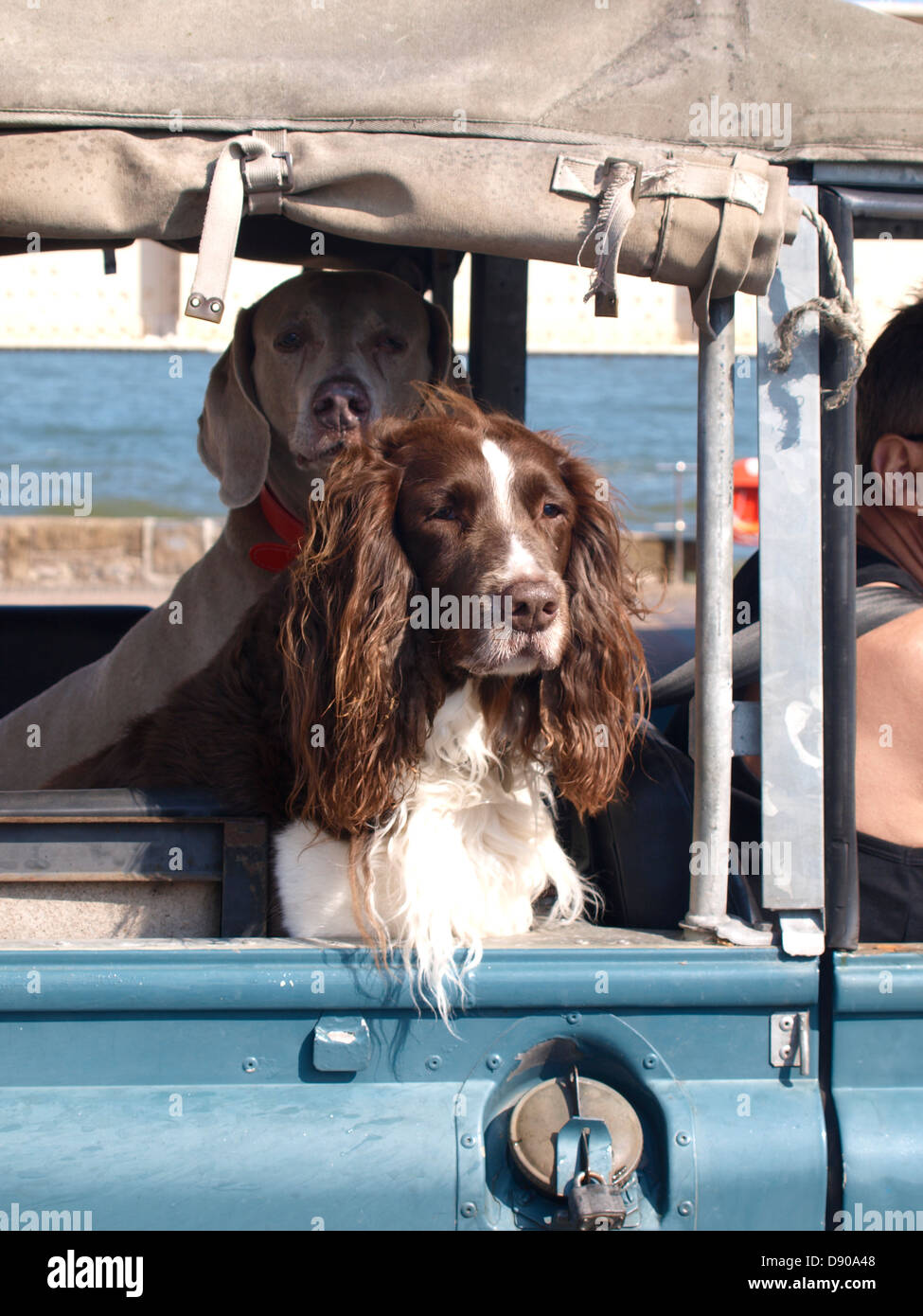 Springer Spaniel nel retro di un vecchio Land Rover, Regno Unito 2013 Foto Stock
