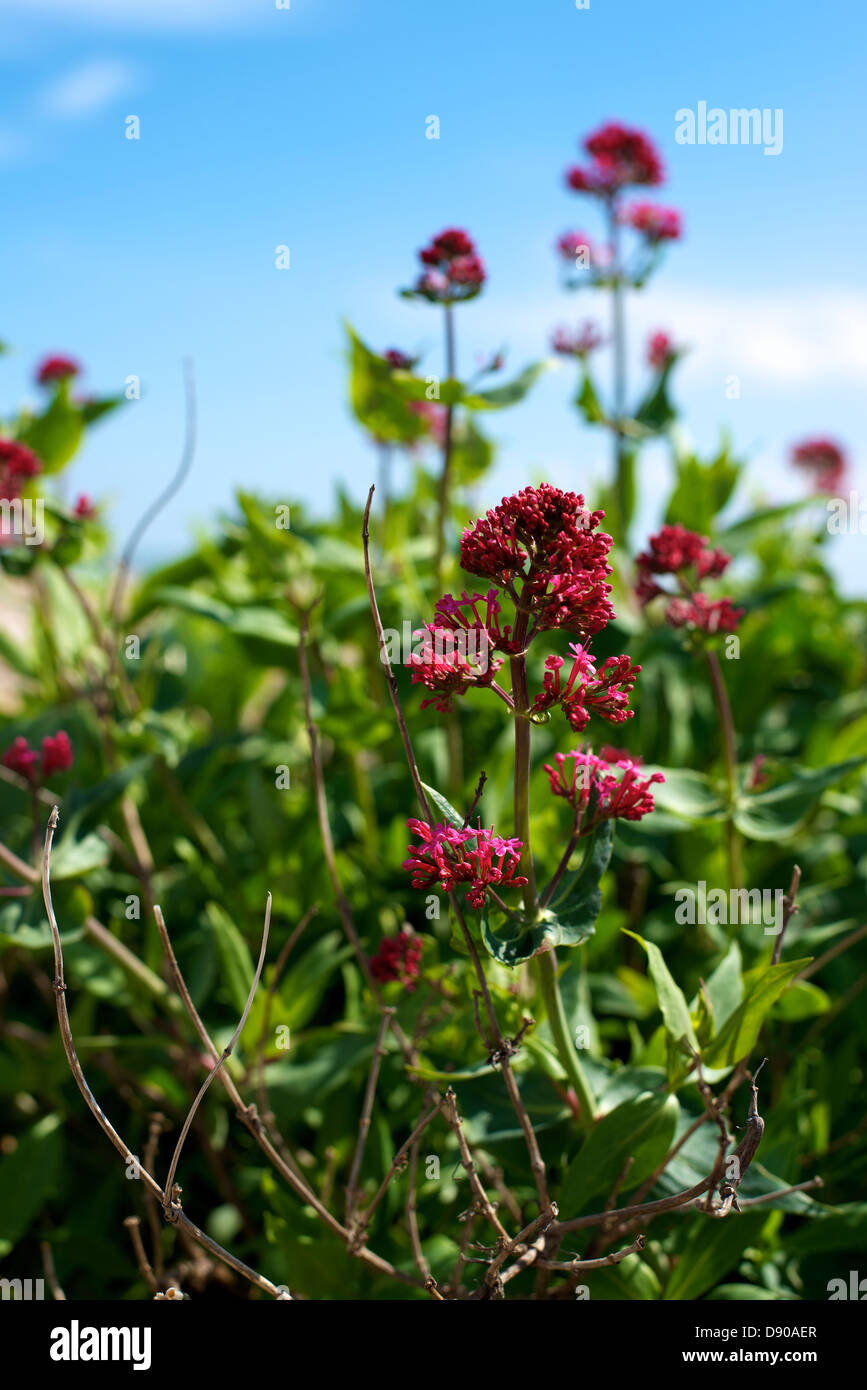 "Centranthus ruber' in crescita sulla spiaggia di ciottoli a Pevensey Bay East Sussex Regno Unito Foto Stock