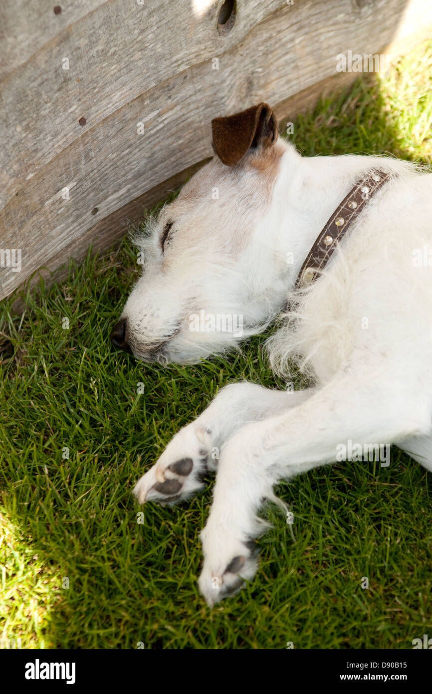 Jack Russell cane avente un sonno sull'erba Foto Stock