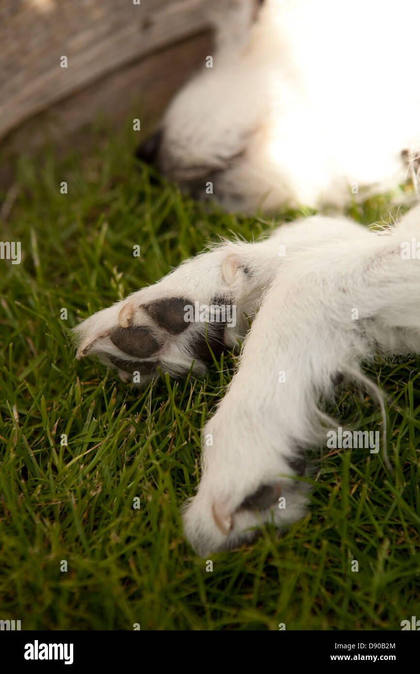 zampe del cane Foto Stock