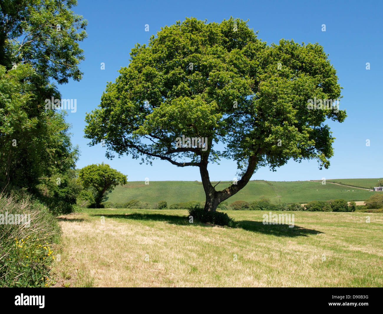 Oak tree in un campo, Devon, Regno Unito 2013 Foto Stock
