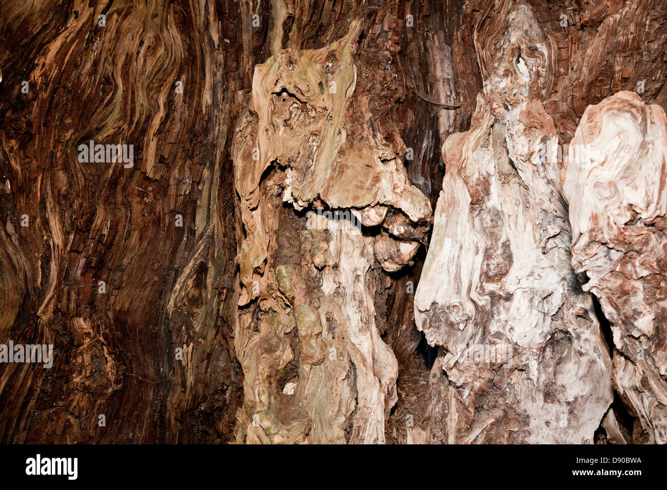 4000 Anno Vecchio Yew Tree in St Georges sagrato Crowhurst Surrey UK Foto Stock