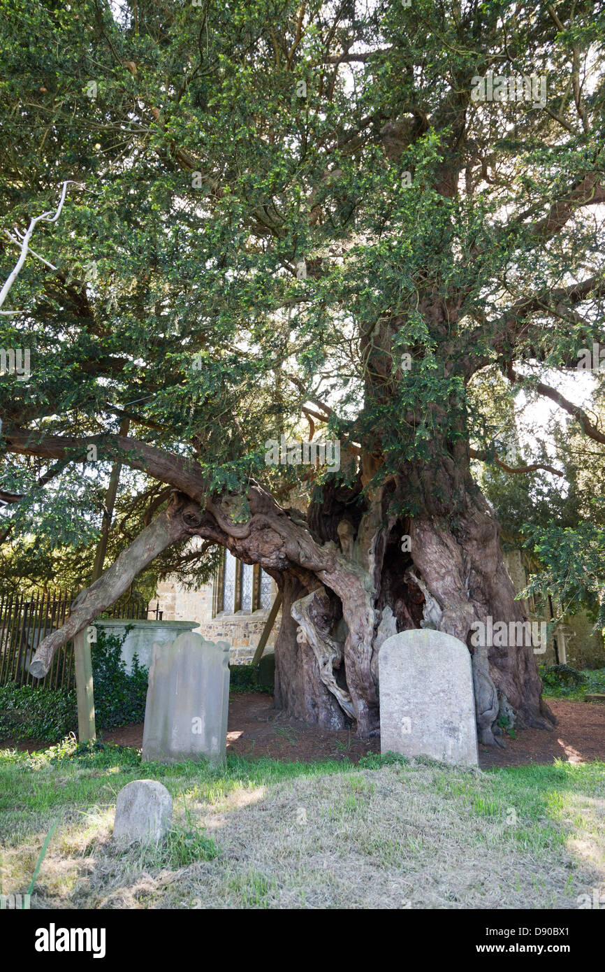 4000 Anno Vecchio Yew Tree in St Georges sagrato Crowhurst Surrey UK Foto Stock