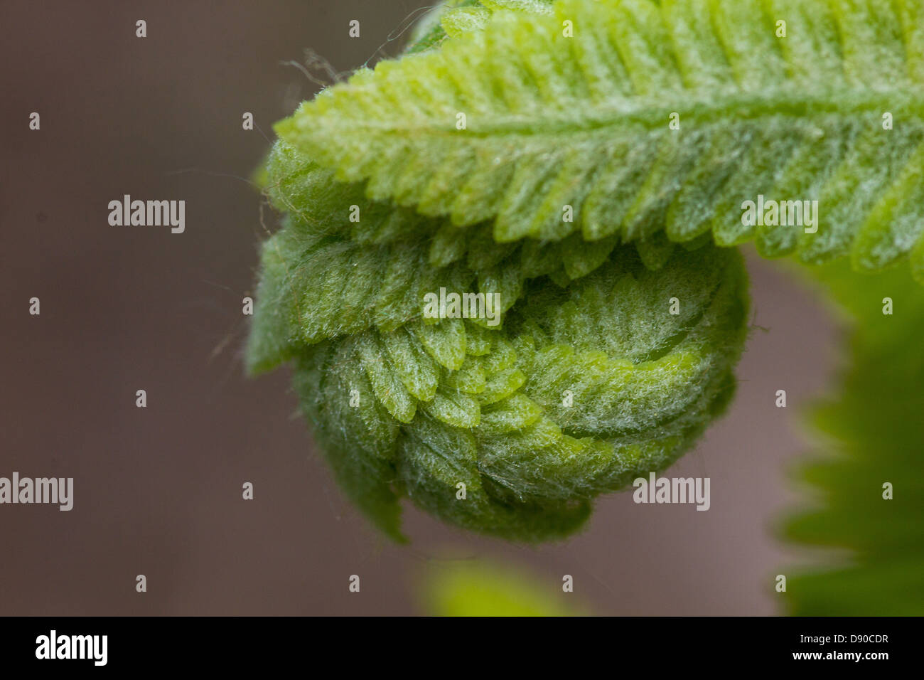 La felce fiddlehead è commestibile e altamente auspicabile. Foto Stock