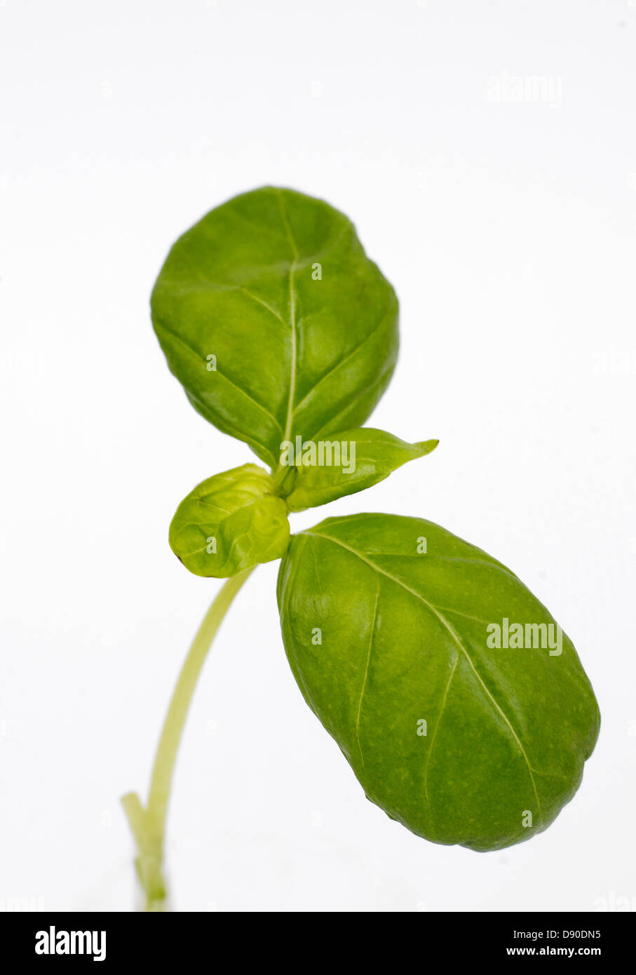 Basilio, close-up. Foto Stock