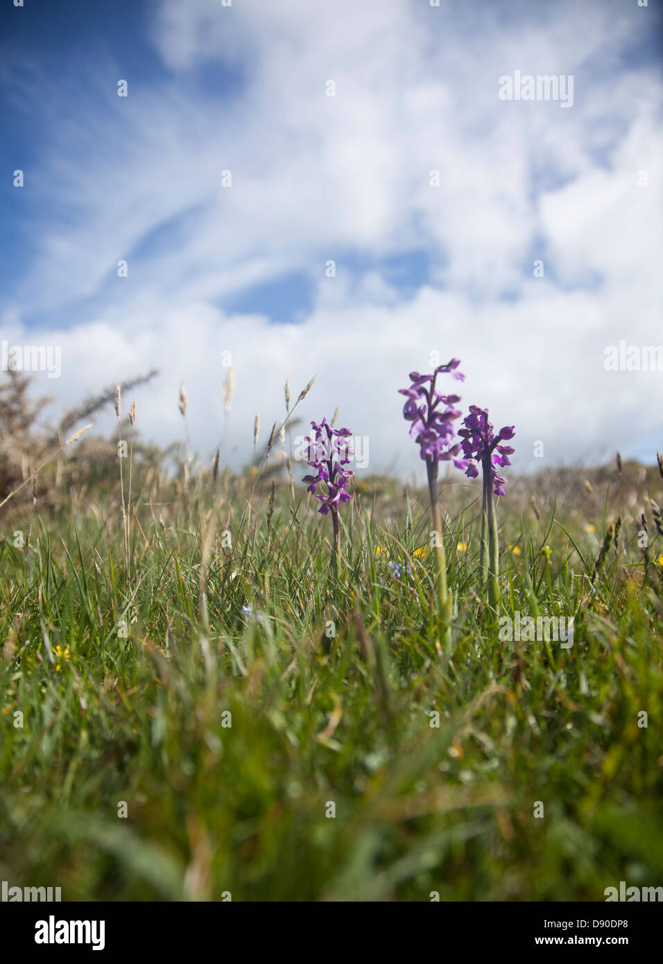 Verde orchidee alato in un campo del Lizard in Cornovaglia. Foto Stock