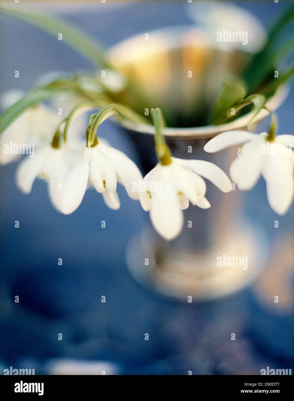 Snowdrops in un vaso, Svezia. Foto Stock