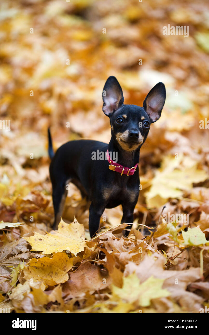Un chihuahua in piedi in foglie di autunno. Foto Stock
