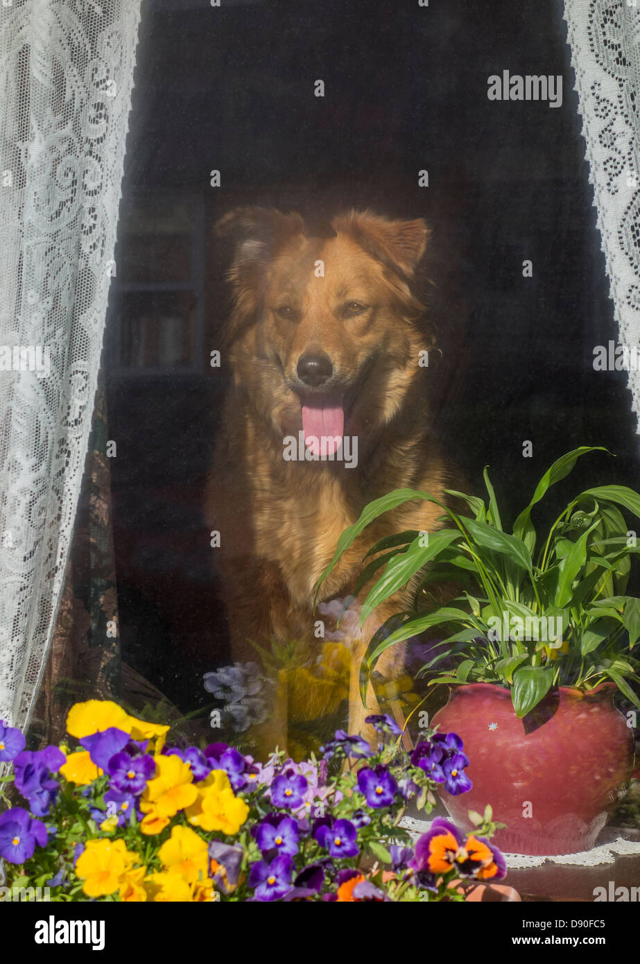 Cane guardando fuori della finestra in attesa per il proprietario di tornare a casa Foto Stock