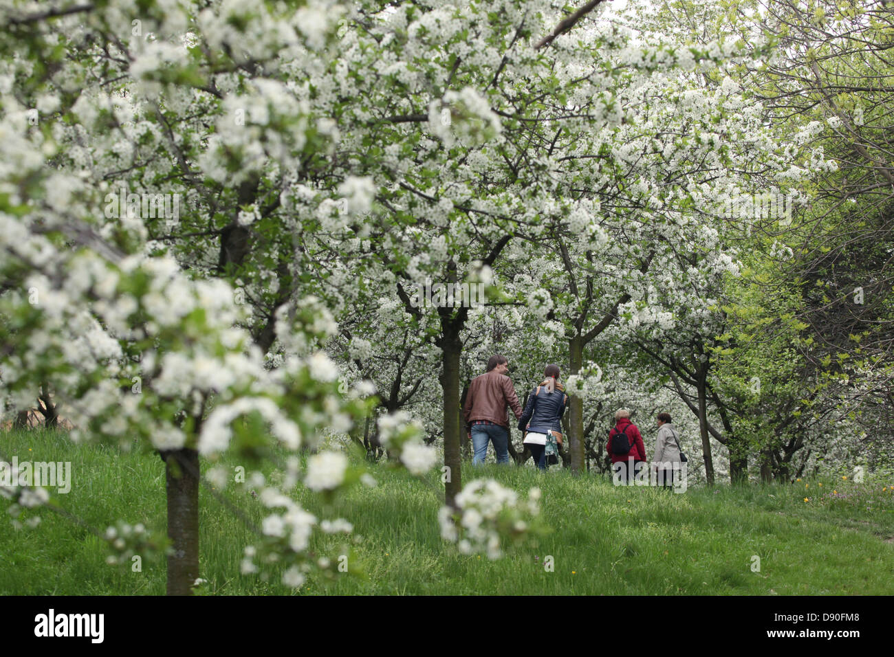 Le coppie a piedi sotto sbocciato ciliegi in Petrin Hill Gardens a Praga, nella Repubblica Ceca il 1 maggio 2013. Foto Stock