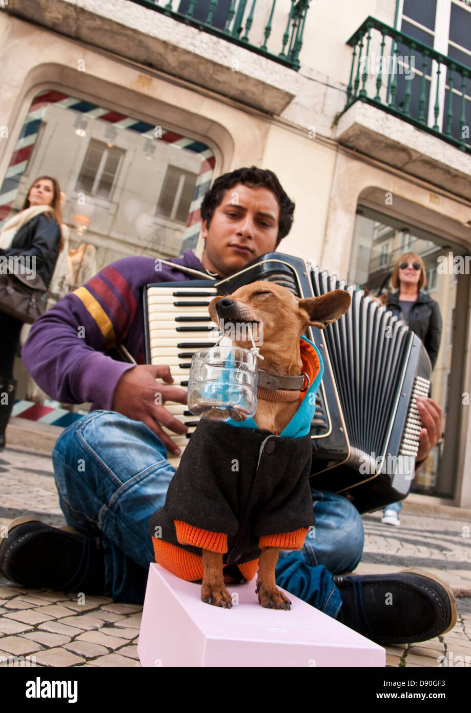 Lisbona musicista di strada con la sua punta-collector cane. Foto Stock