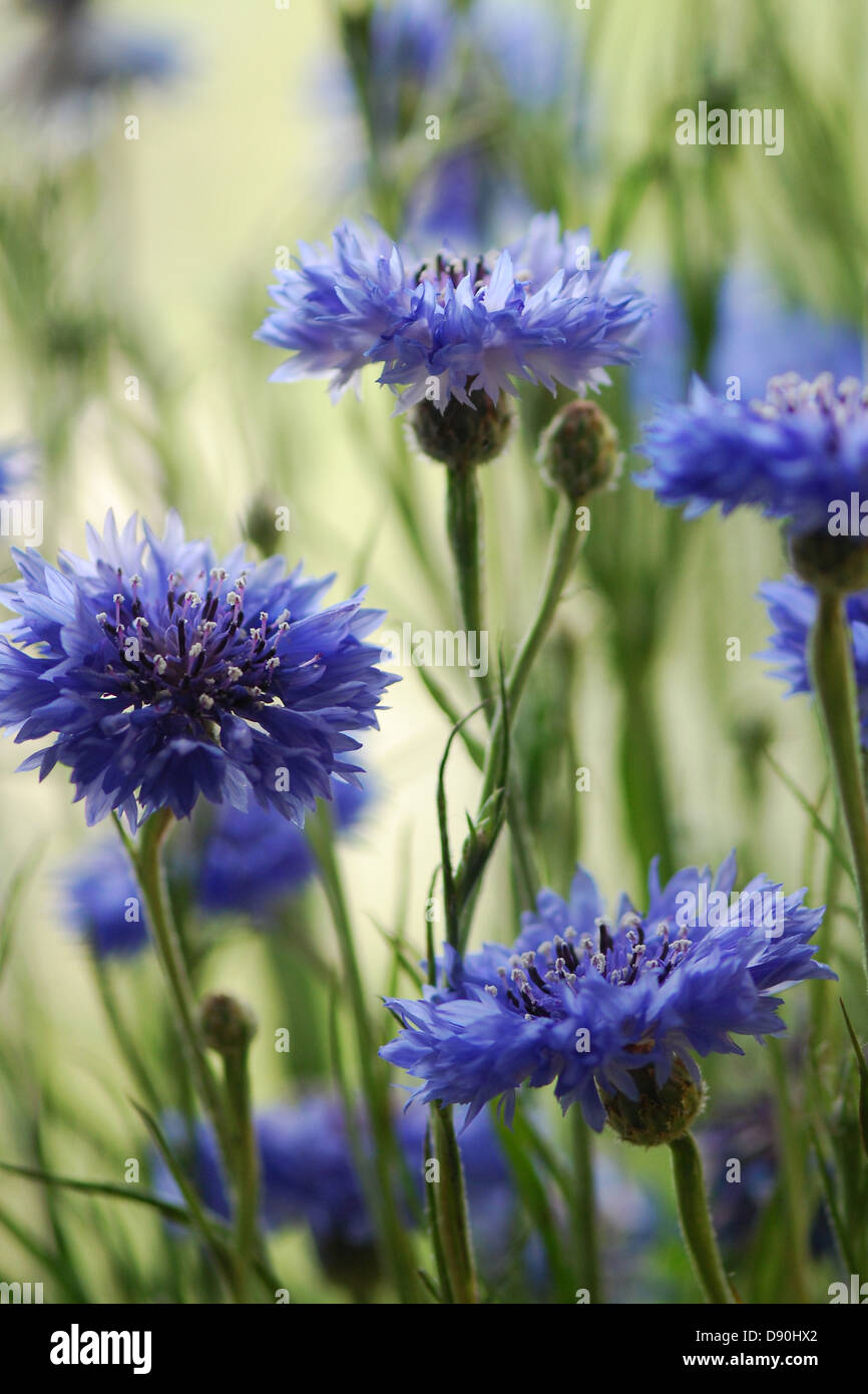 Summer Blue Cornflowers in Prato Foto Stock