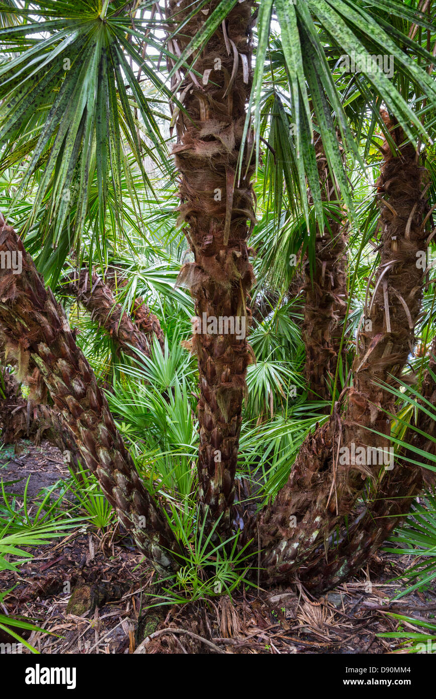 Saw palmetto o Serenoa repens spesso forma una fitta macchia o sottobosco in Florida e il sud-est degli Stati Uniti Foto Stock