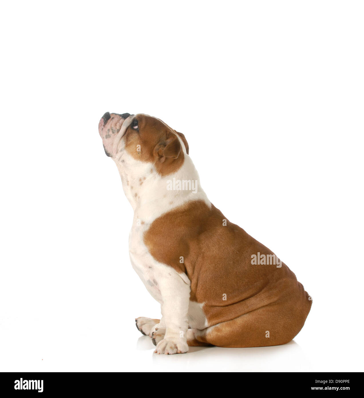 Cane cercando - Bulldog inglese seduta profilo laterale rivolta verso l'alto isolato su sfondo bianco Foto Stock