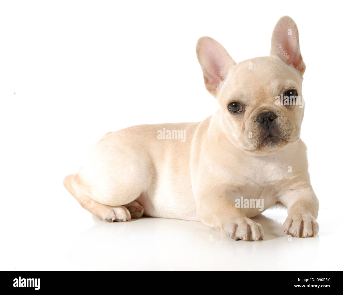 Bulldog francese cucciolo che stabilisce guardando viewer isolati su sfondo bianco - 13 settimane Foto Stock