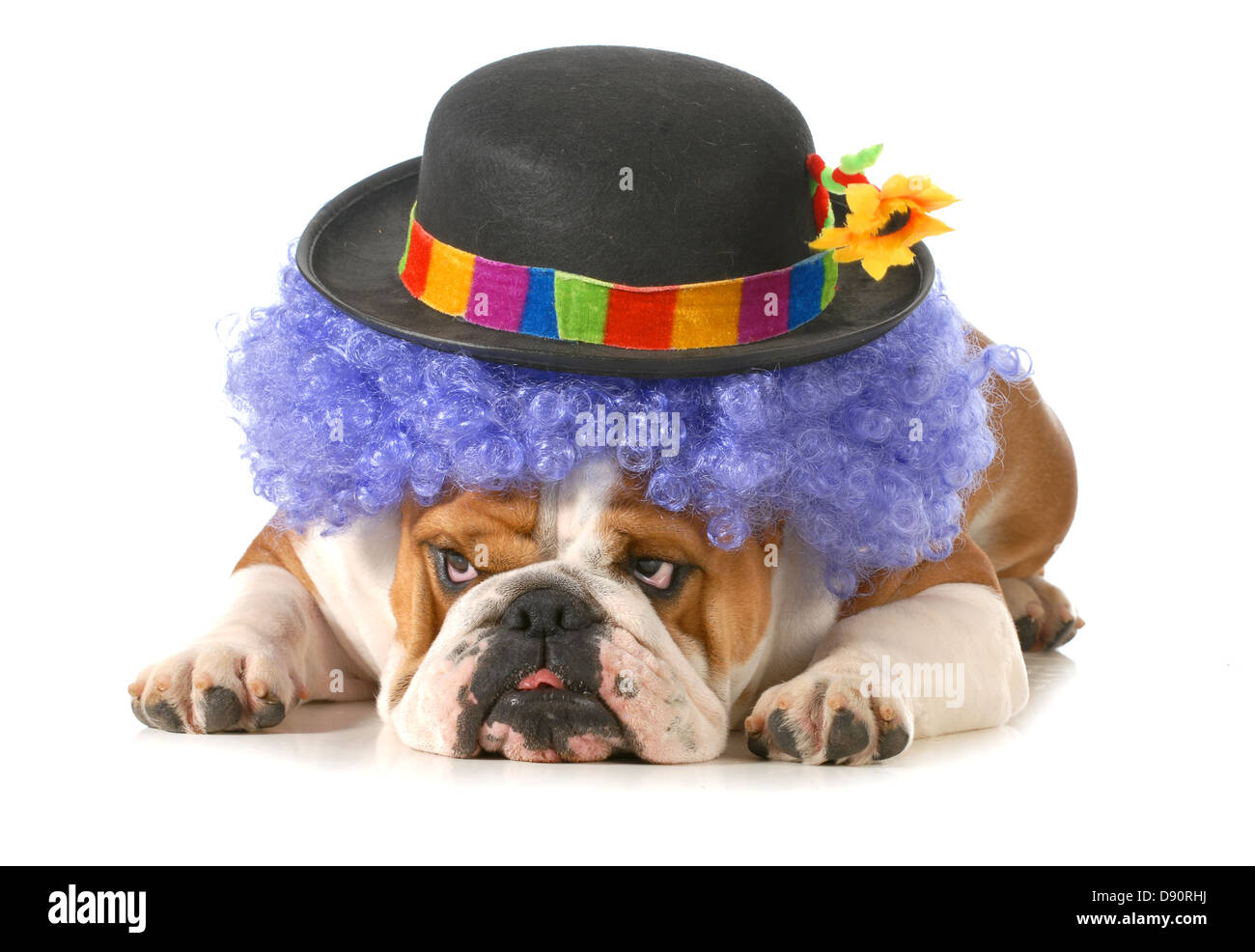 Funny dog - Bulldog inglese vestito come un clown isolati su sfondo bianco Foto Stock