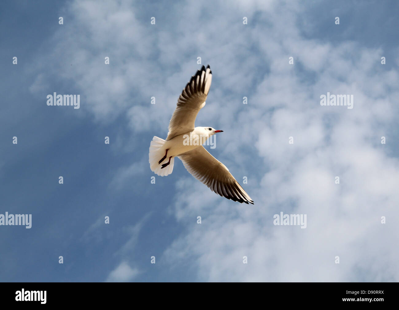 Seagull volare nel cielo su uno sfondo di nuvole Foto Stock