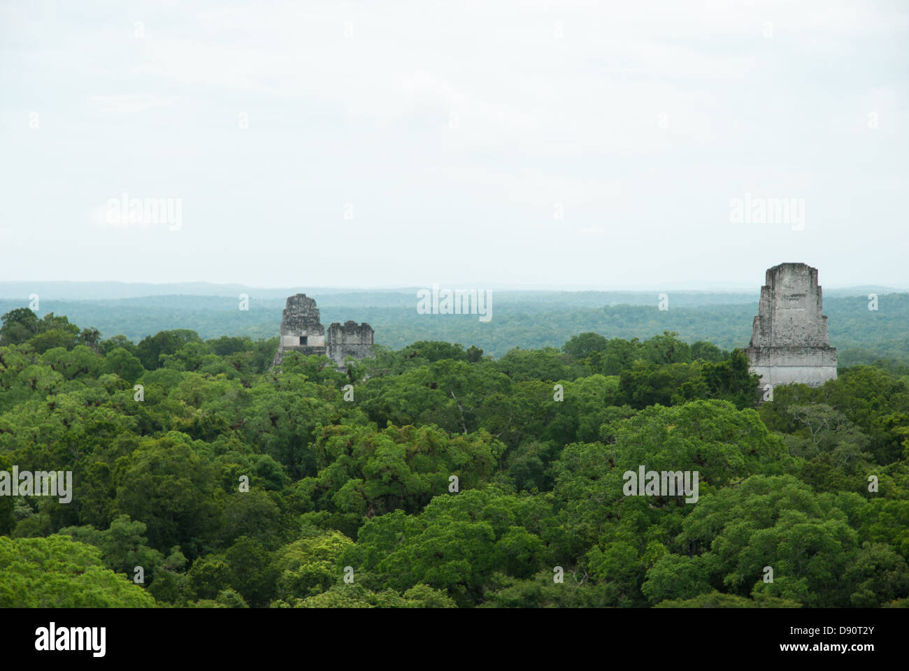 Tempio maya cime sopra l'albero canopy, guatemala Foto Stock
