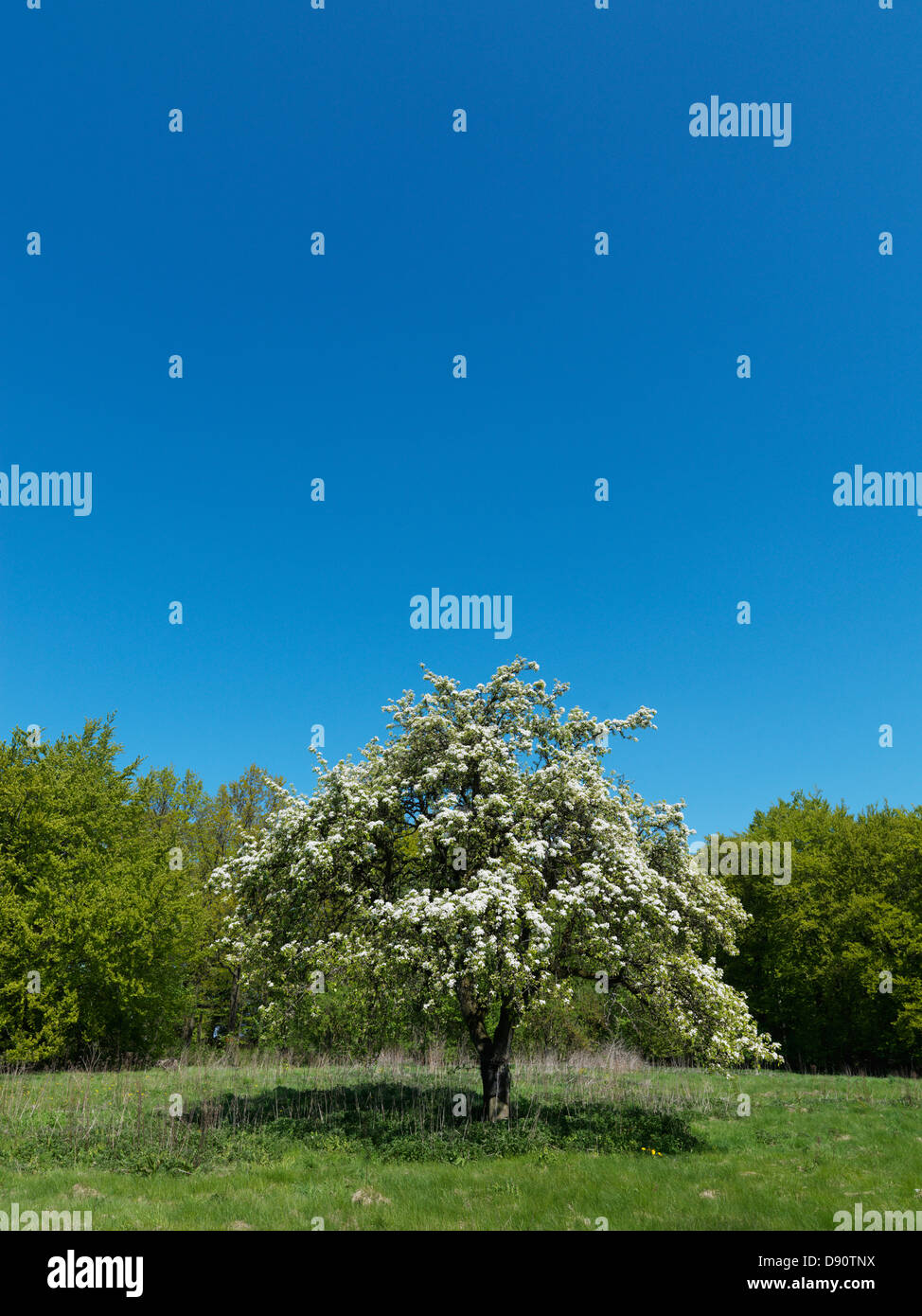 Paesaggio con albero e cielo chiaro Foto Stock