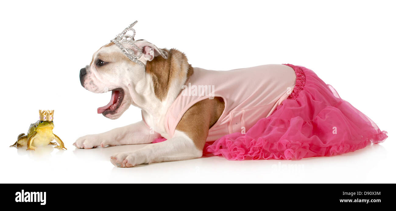 La principessa e il ranocchio - Bulldog inglese vestita come una principessa pronto a baciare il suo bel principe isolato su sfondo bianco Foto Stock