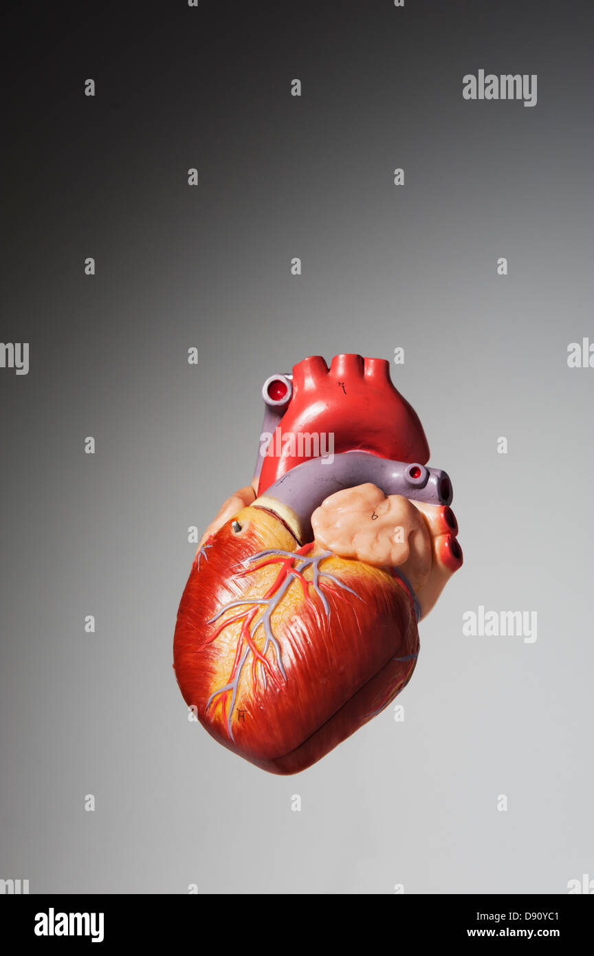 Modello anatomico del cuore umano Foto Stock