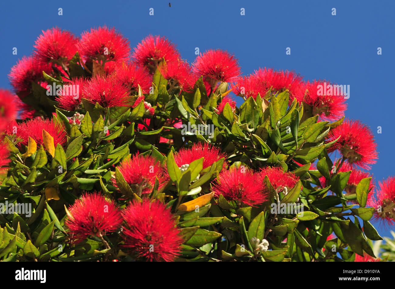 Albero Pohutukawa con il suo colore rosso brillante fiori che fioriscono verso la fine di dicembre è albero di Natale della Nuova Zelanda Foto Stock