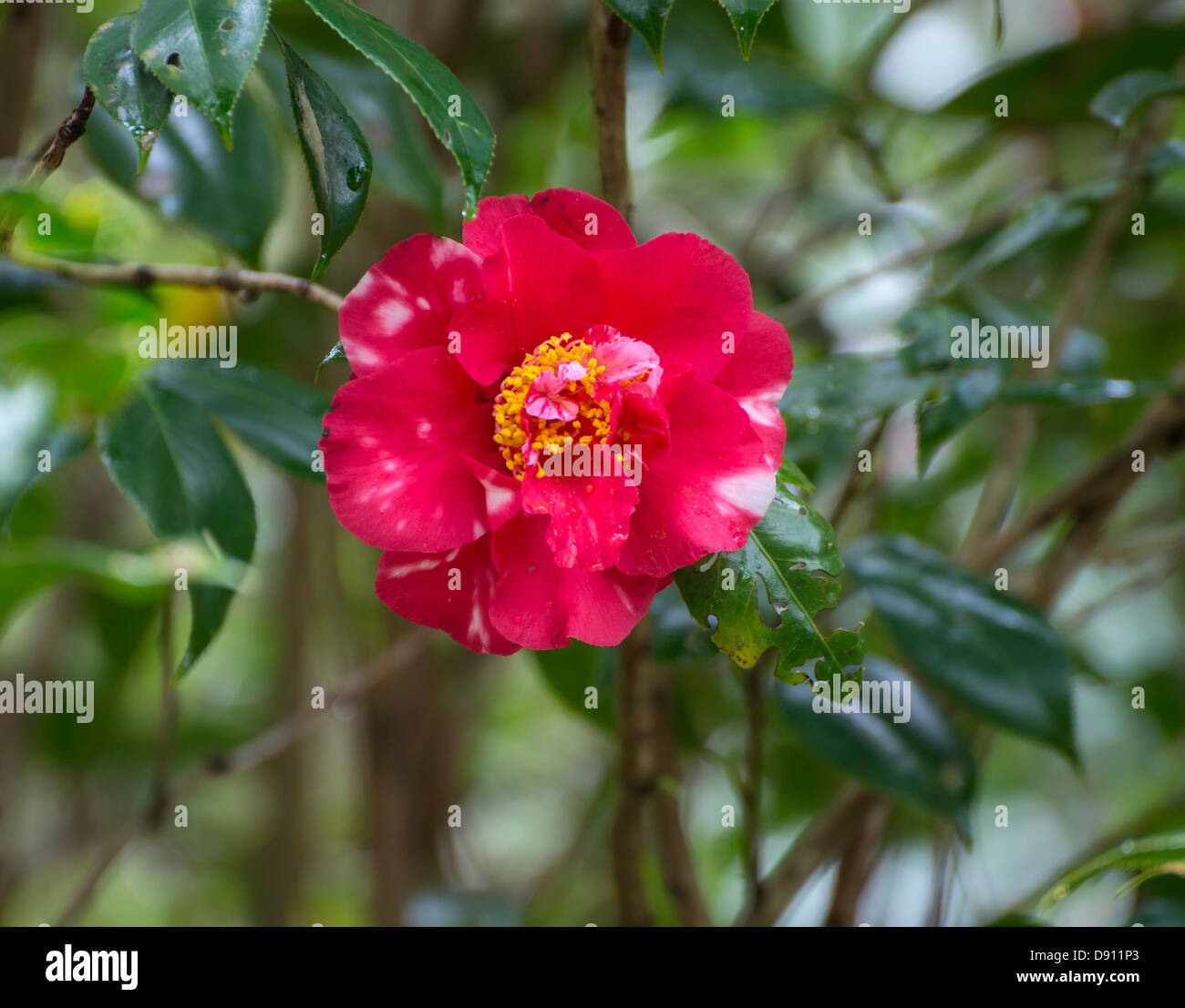 Spring Garden Festival è una manifestazione annuale a Kanapaha Botanical Gardens si trova a Gainesville, Florida Foto Stock