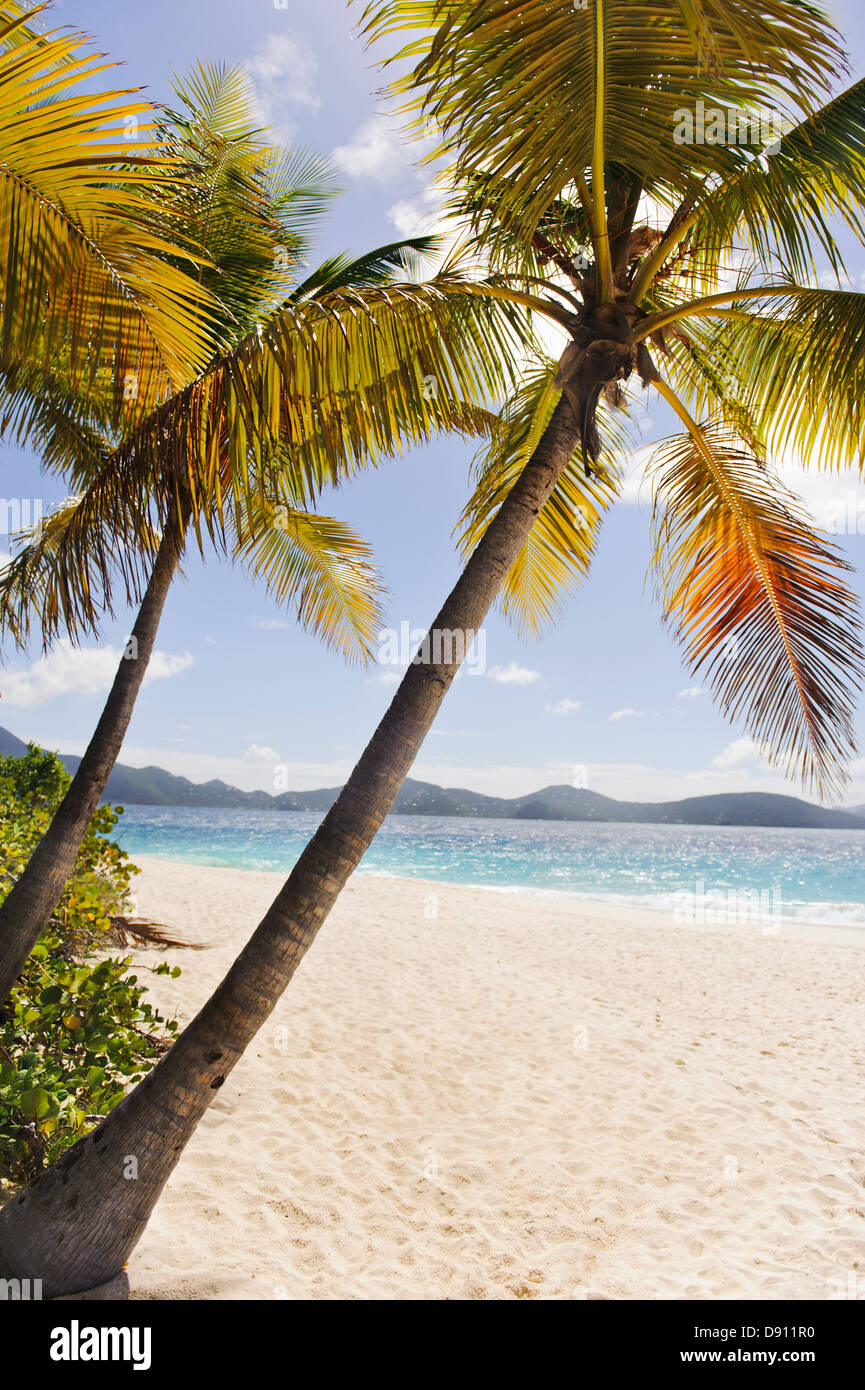 Le palme sulla spiaggia sabbiosa Foto Stock