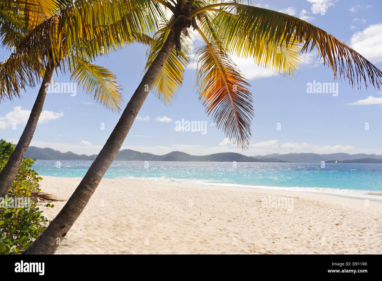Le palme sulla spiaggia sabbiosa Foto Stock